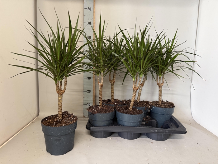 <h4>DRA MARGINATA</h4>