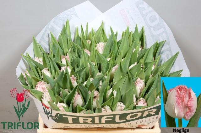 <h4>TU FR NEGLIGE</h4>