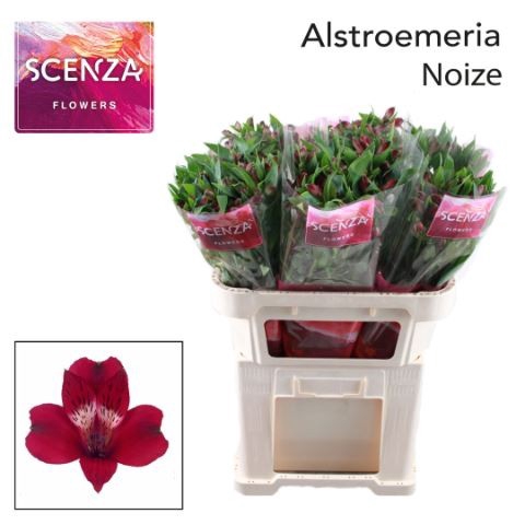 <h4>Alstroemeria 'Noize'</h4>