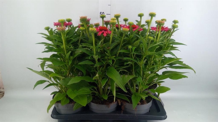 <h4>Echinacea purp. 'Sunmagic'</h4>