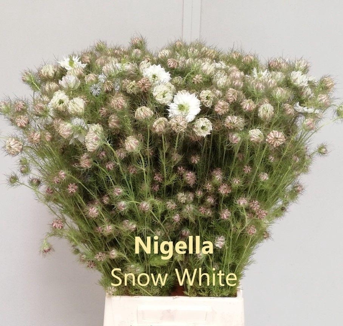 <h4>NIGE D OV WIT BS</h4>
