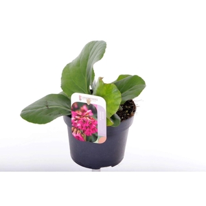 Bergenia cordifolia