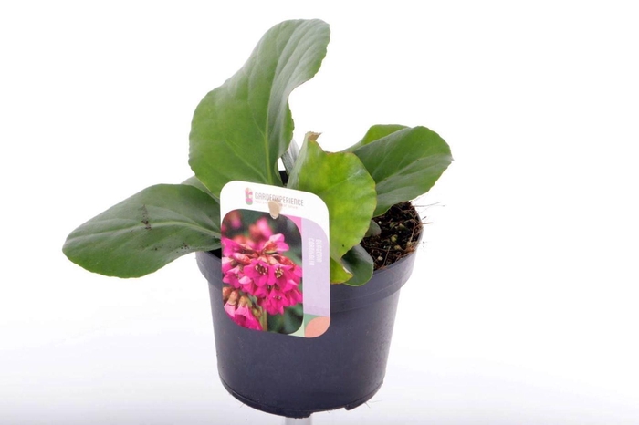 <h4>Bergenia cordifolia</h4>