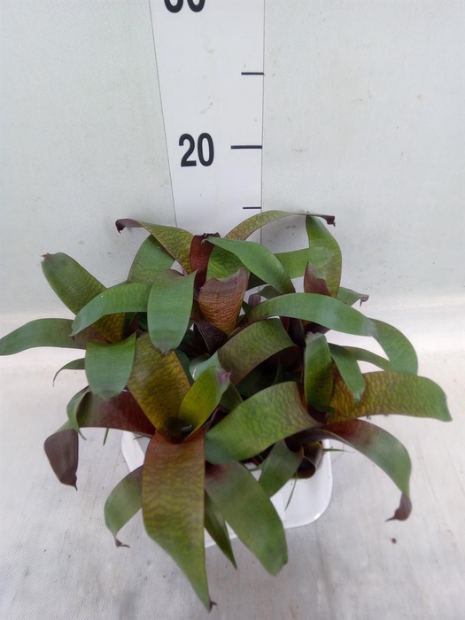 <h4>Vriesea   ...</h4>