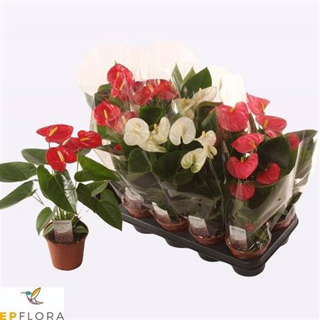 <h4>Anthurium Andreanum Grp gemengd 3 kleuren</h4>