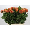 Dahlia Cornel Bronze