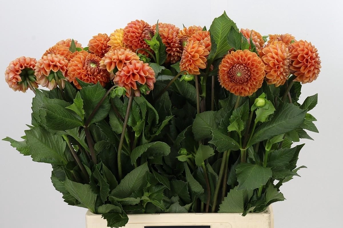 <h4>Dahlia Cornel Bronze</h4>