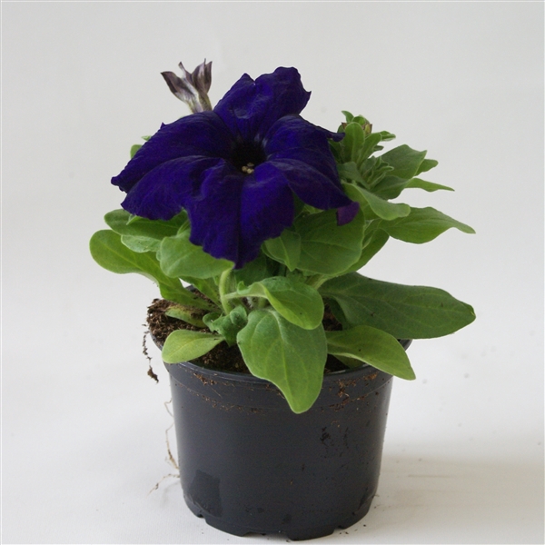 Petunia blauw p9