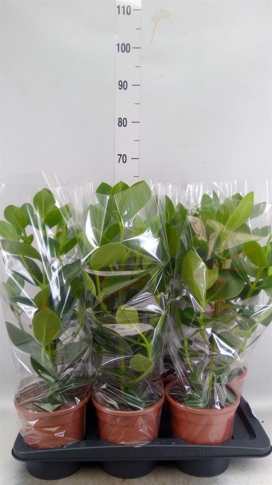 <h4>Clusia rosea 'Princess'</h4>