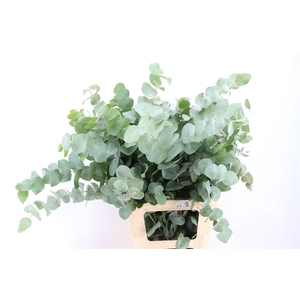Euca Cinerea 200gr P Bunch
