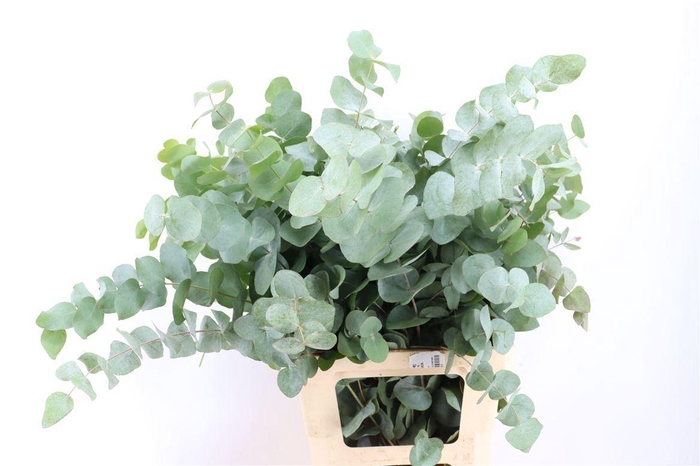 <h4>Euca Cinerea 200gr P Bunch</h4>