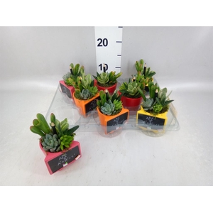 Arr.  Succulents L%