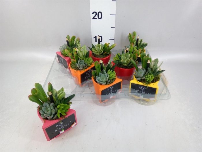 <h4>Arr.  Succulents L%</h4>