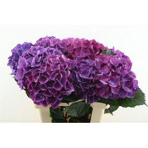 Hydr M Royal Opera 60-19