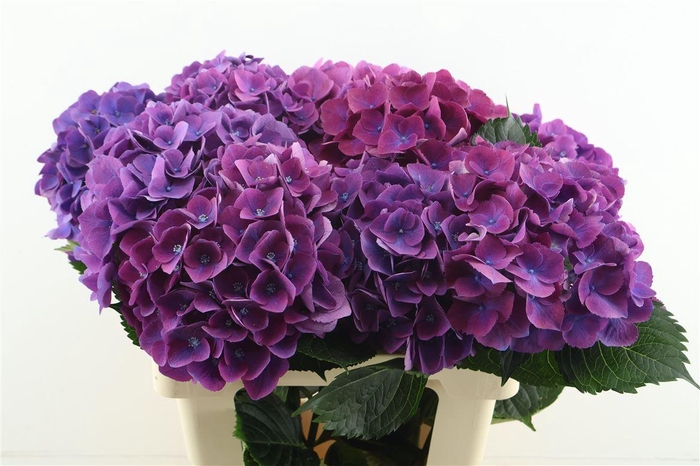 <h4>Hydr M Royal Opera 60-19</h4>