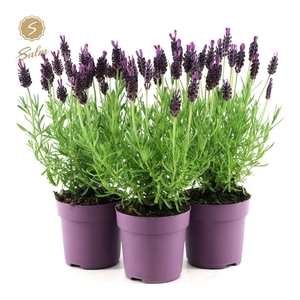 Lavandula st. 'Anouk'® Collection P10,5