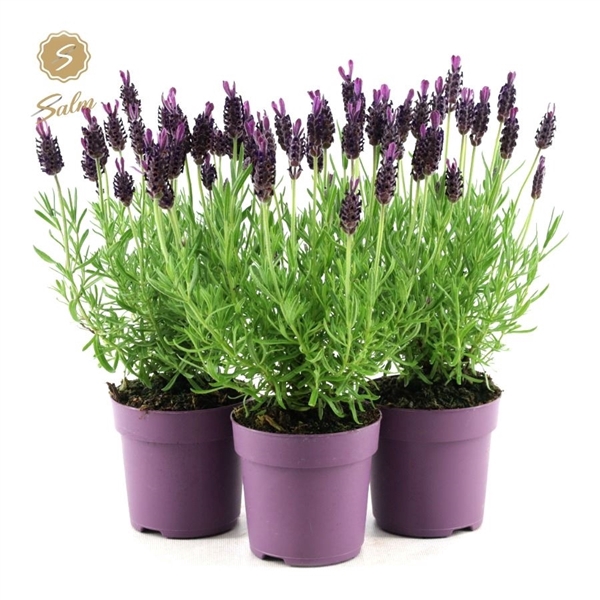 <h4>Lavandula st. 'Anouk'® Collection P10,5</h4>