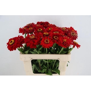 ZINNIA ELEGANS RED