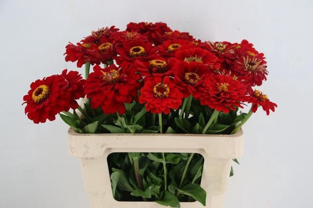 <h4>ZINNIA ELEGANS RED</h4>