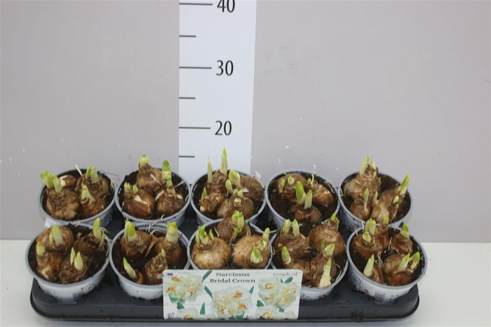 <h4>Narcis Bridal Crown</h4>