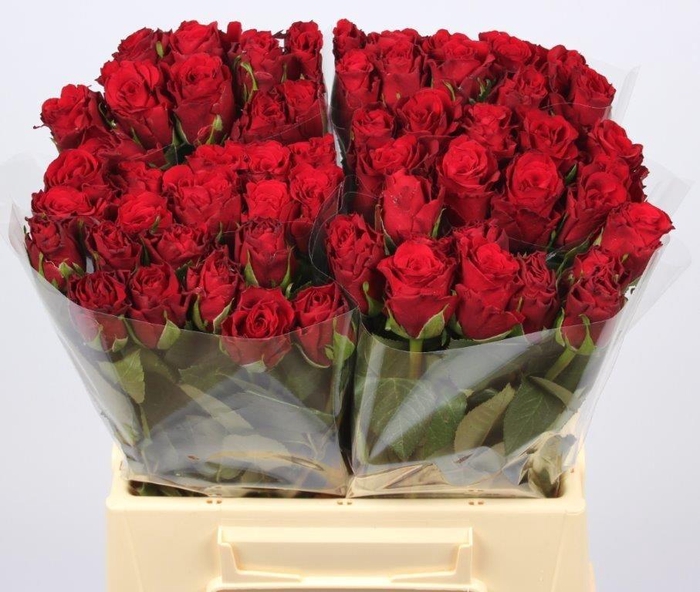 <h4>R GR UPPER CLASS</h4>