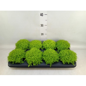 Soleirolia soleirolii 'Aurea'