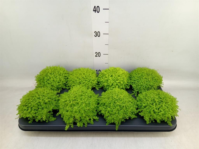 <h4>Soleirolia soleirolii 'Aurea'</h4>