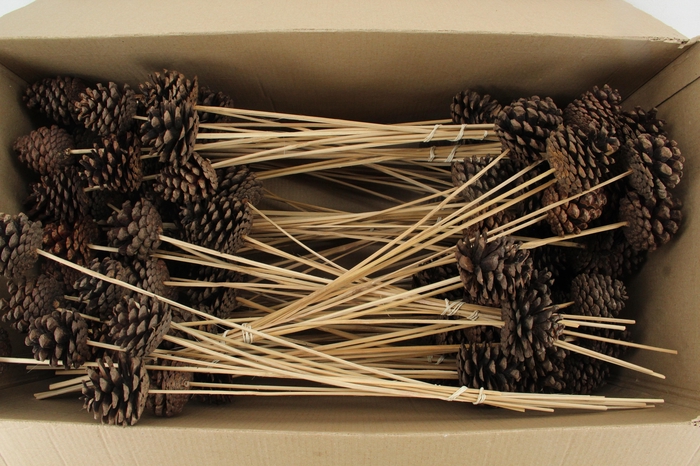 <h4>Stick Pine Cone Natural Large</h4>