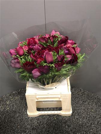 <h4>Anem Galil Purper</h4>