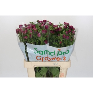 Ranunculus Magical Raspberry