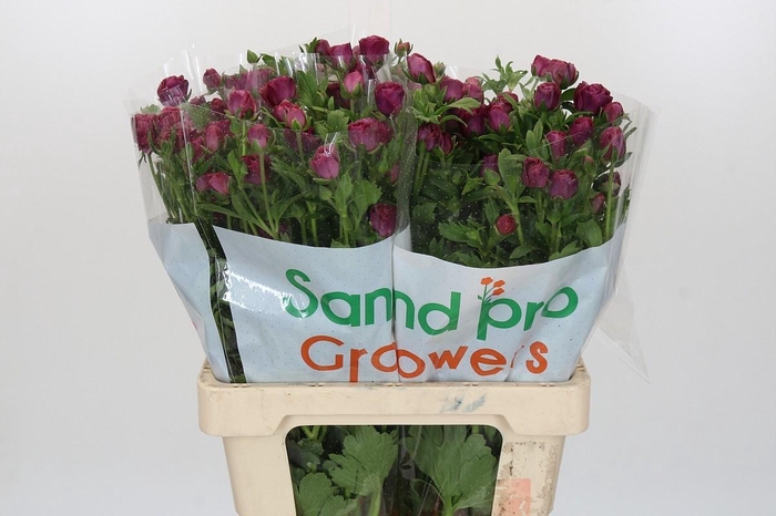 Ranunculus Magical Raspberry