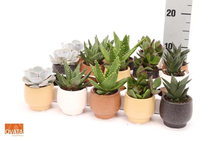<h4>SUCC GEM 5 SRT</h4>