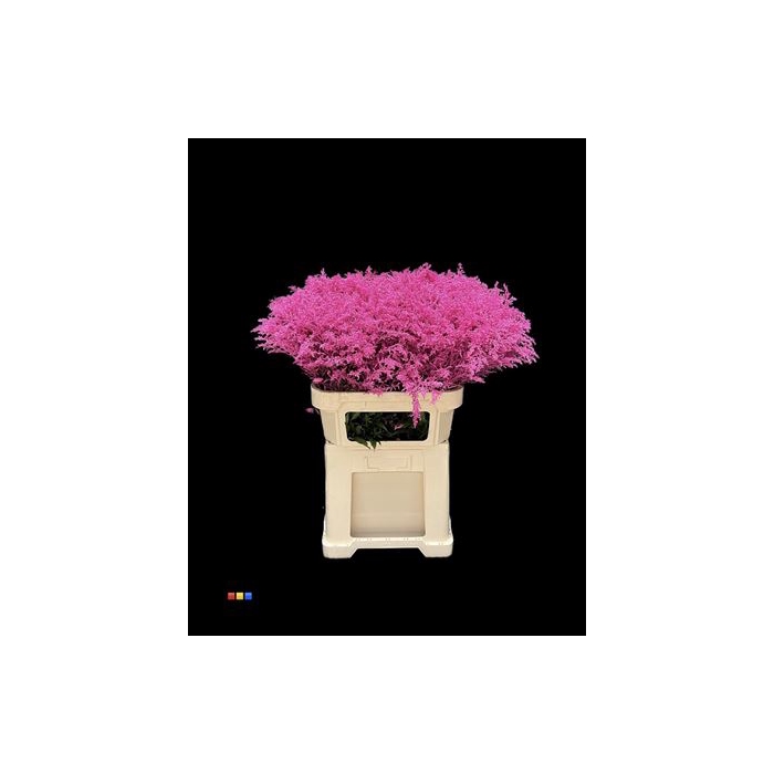 <h4>Solidago Cerise 80cm</h4>