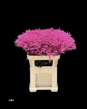 Solidago Cerise 80cm