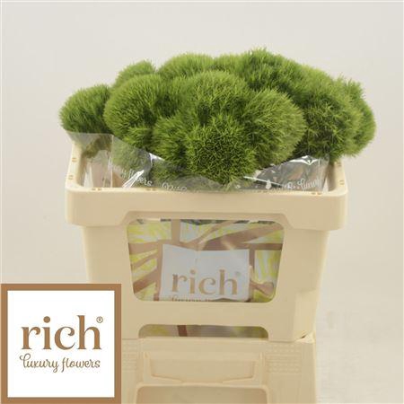 <h4>Di Barb Kiwi Mellow 50cm Ex</h4>