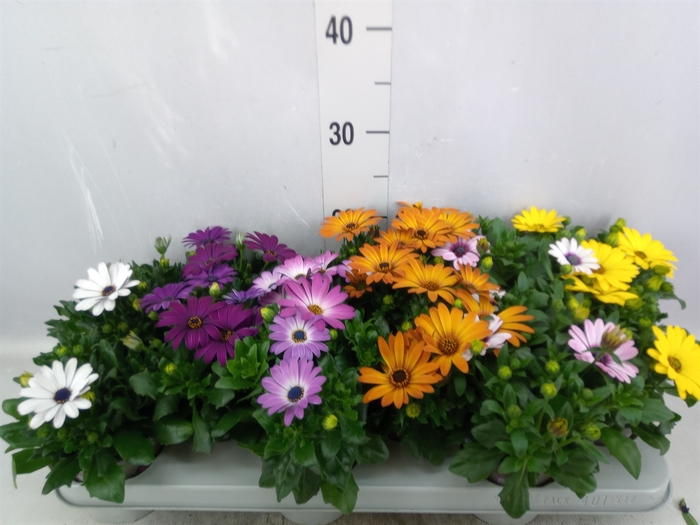 <h4>Osteospermum   ...mix</h4>