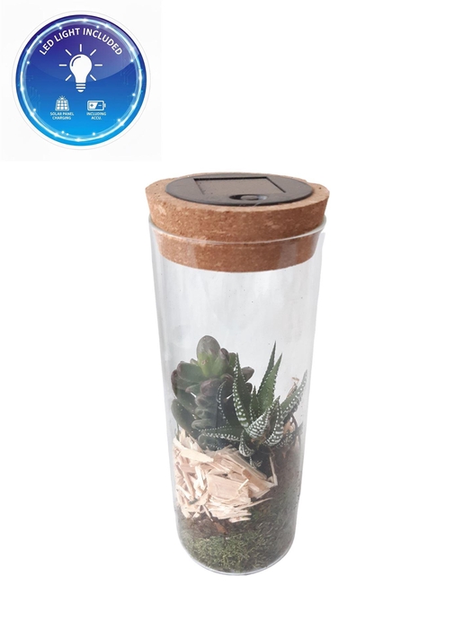 <h4>Arr.   Kamerplant Groen L%</h4>