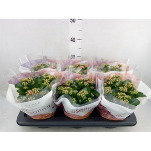 Kalanchoe blos. 'RosDon Nando'