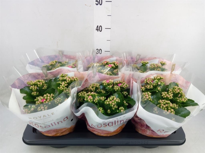 <h4>Kalanchoe blos. 'RosDon Nando'</h4>