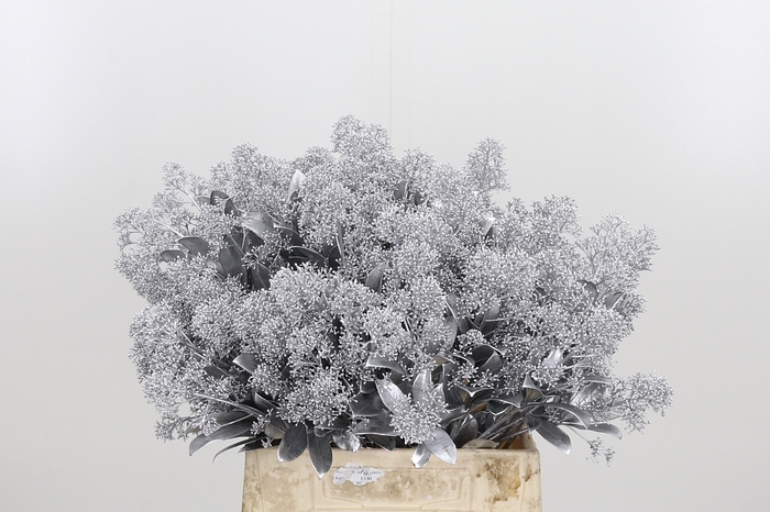 <h4>Skimmia Kl Bh Zilver</h4>