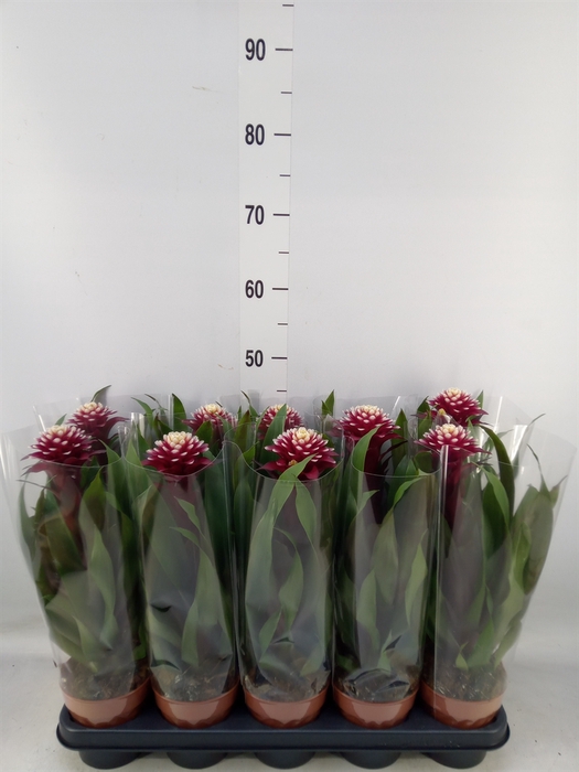 <h4>Guzmania  'Francesca'</h4>