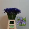 Agapanthus Dr.brouwer