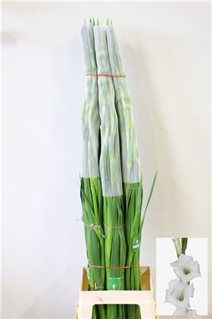 <h4>Gladiolus Gr Amsterdam</h4>