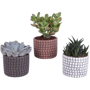 Succulenten mix Ø12cm in Ø14cm Ceramic Pot Stone Texture