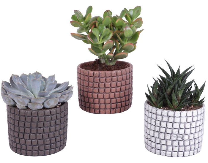 <h4>Succulenten mix Ø12cm in Ø14cm Ceramic Pot Stone Texture</h4>