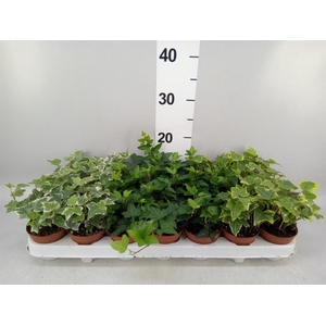 Hedera   ...mix