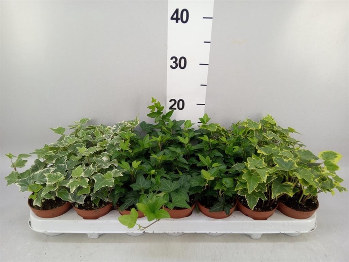 <h4>Hedera   ...mix</h4>