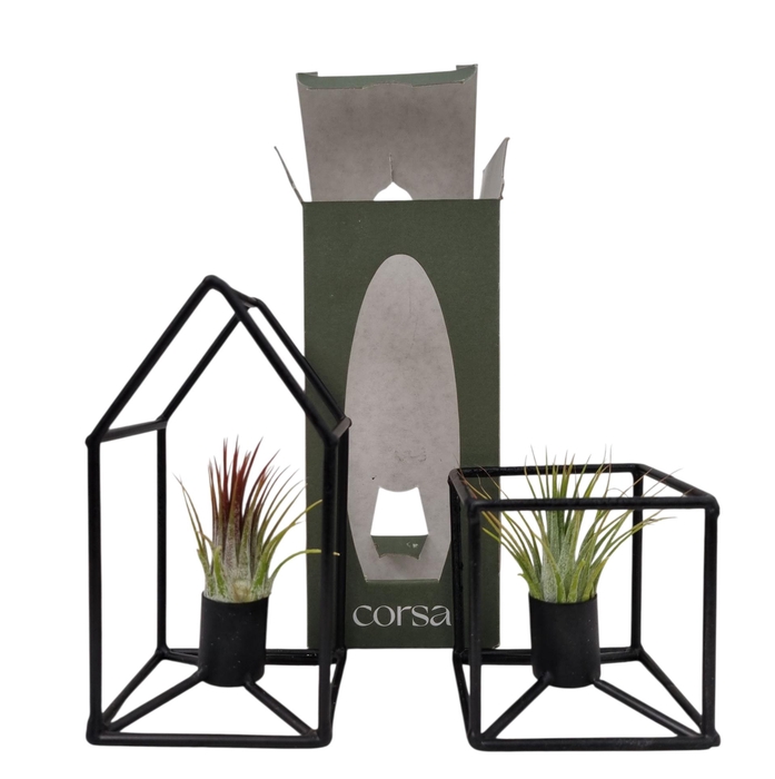 <h4>ARR TILLANDSIA</h4>