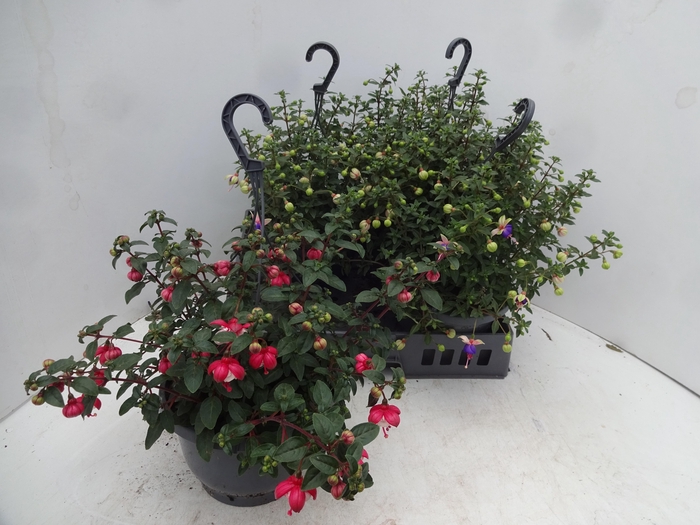 <h4>FUCHSIA MIXK</h4>