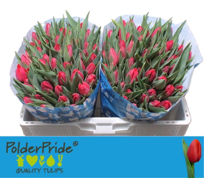 <h4>TU EN FIRST DATE</h4>